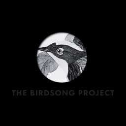 The Birdsong Project